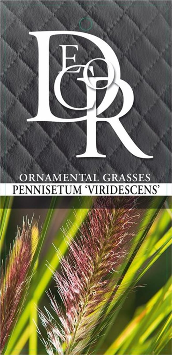 Pennisetum alopecuroides viridesc. - C2